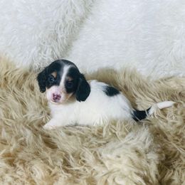 Opie READY X-MAS WEEK - Piebald male Dachshund puppy in Purdy, Missouri from Shotgun Pups