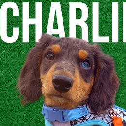 Charlie - Dapple Dachshund puppy in Washington, Indiana from The Pupsqueakery