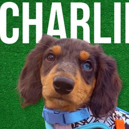 Charlie - Dapple Dachshund puppy in Washington, Indiana from The Pupsqueakery