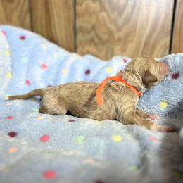 Denton - Apricot male Goldendoodle puppy in Pittsburg, Texas from Grace Springs Goldendoodles