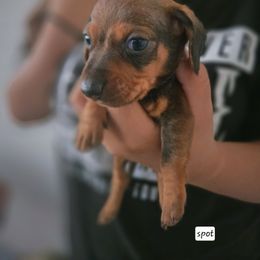 Spot - Red male Dachshund puppy in Riverside, California from Ohana_626_kennels