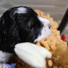 Mary Watson - Tri-color female Bernedoodle puppy in Springfield, Missouri from Doodle Dandy Bernedoodles