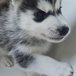Pomsky Puppies from Peoria Pomskies