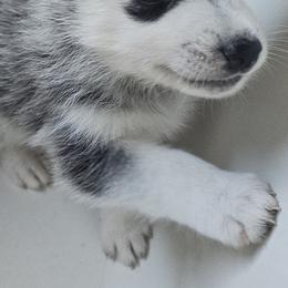 Pomsky Puppies from Peoria Pomskies