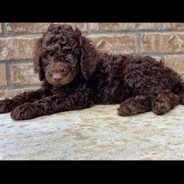 Goldendoodles from Doodlealltheway