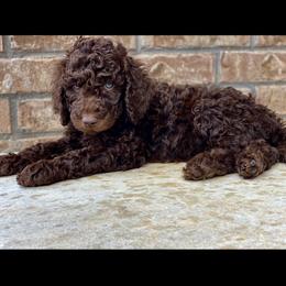 Goldendoodles from Doodlealltheway