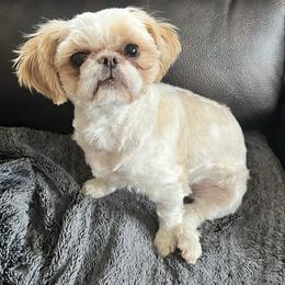 Butters - Shih Tzu