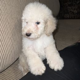 Goldendoodle and Labradoodle Puppies from Oodles of doodles nw ga