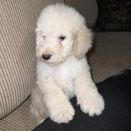 Goldendoodle and Labradoodle Puppies from Oodles of doodles nw ga