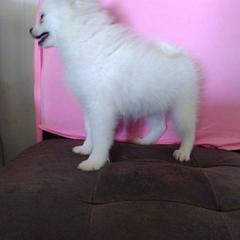 Girl 1 - White Pomeranian puppy in Florida from Pamispoms