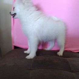 Girl 1 - White Pomeranian puppy in Florida from Pamispoms