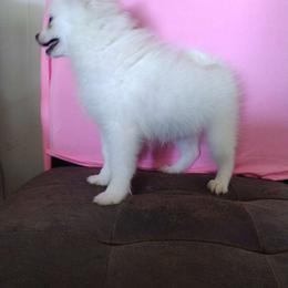 Girl 1 - White Pomeranian puppy in Florida from Pamispoms
