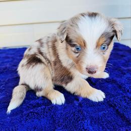 Phoenix - Red merle male Australian Shepherd puppy in Charlotte, North Carolina from Awesome Aussies