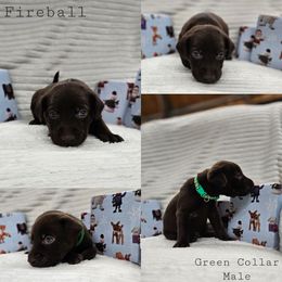 Fireball - Chocolate male Labrador Retriever puppy in Boyd, Minnesota from Lindley Labradors
