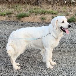 Bailey - Golden Retriever