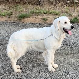 Bailey - Golden Retriever