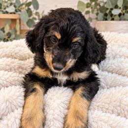Joy - Black phantom female Assorted Doodle Crosses puppy in Waco, Georgia from Huff Family Doxies & Doodles