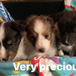 Shetland Sheepdogs from Kelly Shelties