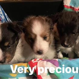 Shetland Sheepdogs from Kelly Shelties