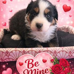 Noelle - Black tri-color female Australian Shepherd puppy in Harrah, Oklahoma from Kamm's Aussies