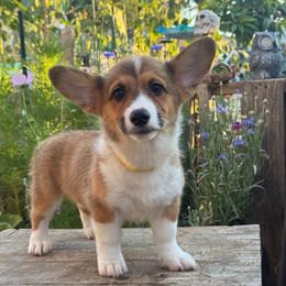 Belle - Sable female Pembroke Welsh Corgi puppy in San Diego ,Ca, California from SoCal Native Corgis