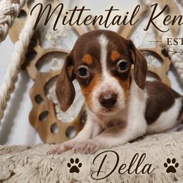 Della - Chocolate and tan female Dachshund puppy in Hudson, Michigan from Mittentail Kennel Miniature Dachshunds & Australian Shepherds