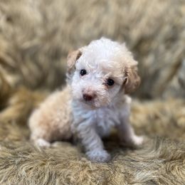 Liam -TEACUP TOY - Apricot male Poodle puppy in Purdy, Missouri from The Dynasty