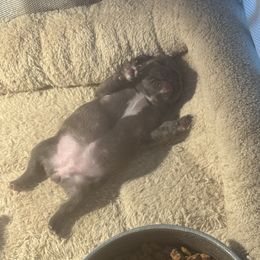 Bulldog and French Bulldog Puppies from Crystals Bulldog Bungalow