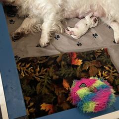 Clumber Spaniel Puppies from Briton Clumber Spaniels