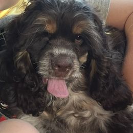 Quaid - Cocker Spaniel