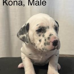 Black White Male - White and black male Dalmatian puppy in Fayette, Missouri from Lazy B Bassets and Dalmatians
