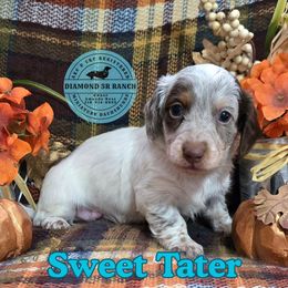 Sweet Tater - Piebald male Dachshund puppy in Columbia, Louisiana from Diamond 5R Ranch AKC & CKC Miniature Dachshunds