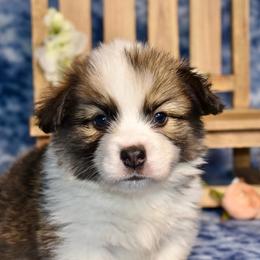 Spruce - Sable male Pembroke Welsh Corgi puppy in East Canton, Ohio from Victorian Farms