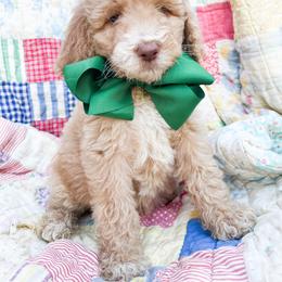 Green collar - Cream male Goldendoodle puppy in San Antonio, Texas from Pasatiempo Ranch