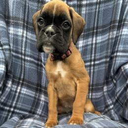 Honey - Fawn female Boxer puppy in Cicero, New York from MK Boxer Haven of CNY