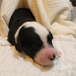 Aussiedoodle, Poodle, and Sheepadoodle Puppies from BellCoop Ranch