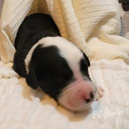 Aussiedoodle, Poodle, and Sheepadoodle Puppies from BellCoop Ranch