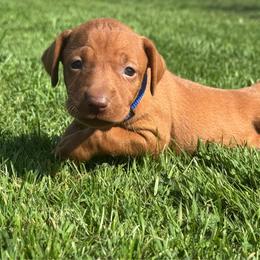 Male 1 - Golden rust male Vizsla puppy in Windsor, Maine from Pleasant Ridge