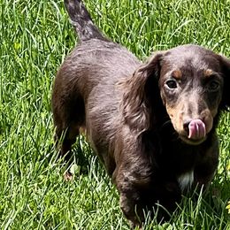 Dachshunds from High Country Kennels