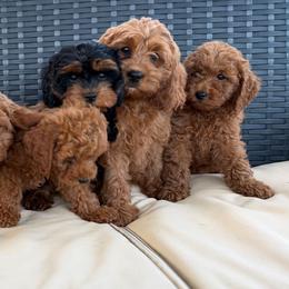 Cavapoo puppies from Driftwood Acres