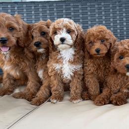 Cavapoo puppies from Driftwood Acres