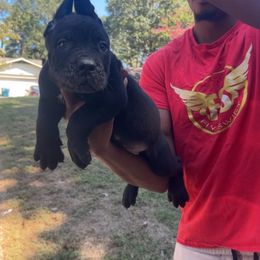 Apollo - Black brindle male Cane Corso puppy in Dallas, Texas from Exotic Empire Kennels LLC