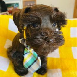 Liver Boy - Liver male Miniature Schnauzer puppy in Malvern, Arkansas from Deep South Miniature Schnauzers