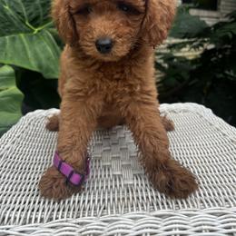 Goldendoodle Puppies from Mini Golden Doodles