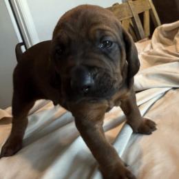 Square - Red male Redbone Coonhound puppy in Angleton, Texas from Dorsett Dogs