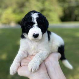 Bernedoodle and Goldendoodle Puppies from Doodling All Day Goldendoodles & Bernedoodles