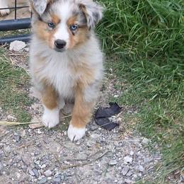 Mercy - Blue merle female Toy Australian Shepherd puppy in Leonard, Texas from Tin Roof Aussies