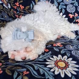Tink - White female Maltipoo puppy in Crestview, Florida from Little Cupcakes and Little Pumpkins Maltipoos
