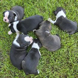 Boston Terrier puppies from Lucht-Tee Acres Bostons