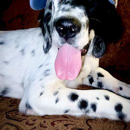 English Setter Puppies from Steens Mountain Setters